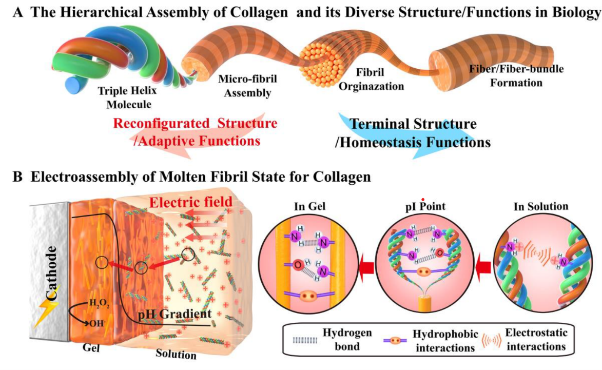 慶祝博創(chuàng  )生物入選《2024年第一批姑蘇創(chuàng  )新創(chuàng  )業(yè)領(lǐng)軍人才計劃項目》擬立項名單